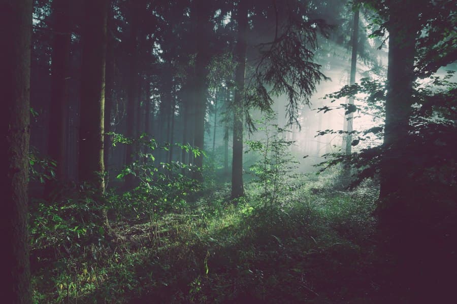 Sunlight filters through a green forest, illuminating its trees and understory.